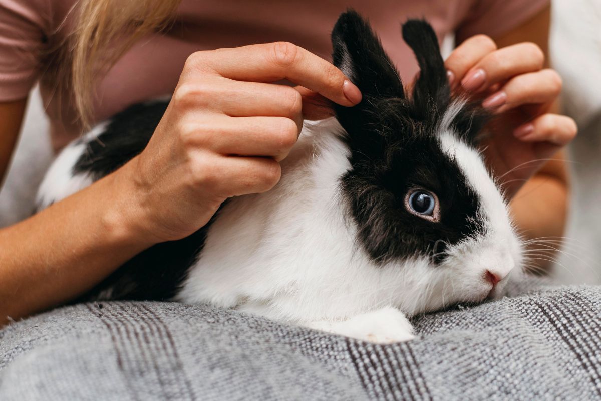 les étapes pour commencer à s'occuper d'un lapin