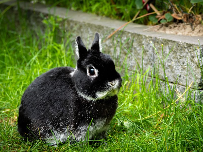 où faut-il acheter un lapin