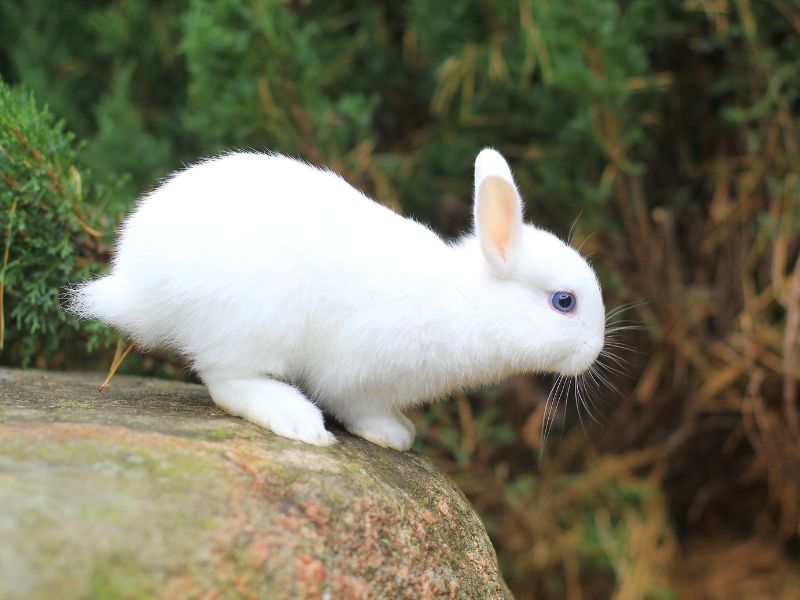 lapin-heureux