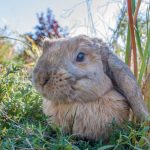 bein être du lapin quand il est à l'extérieur