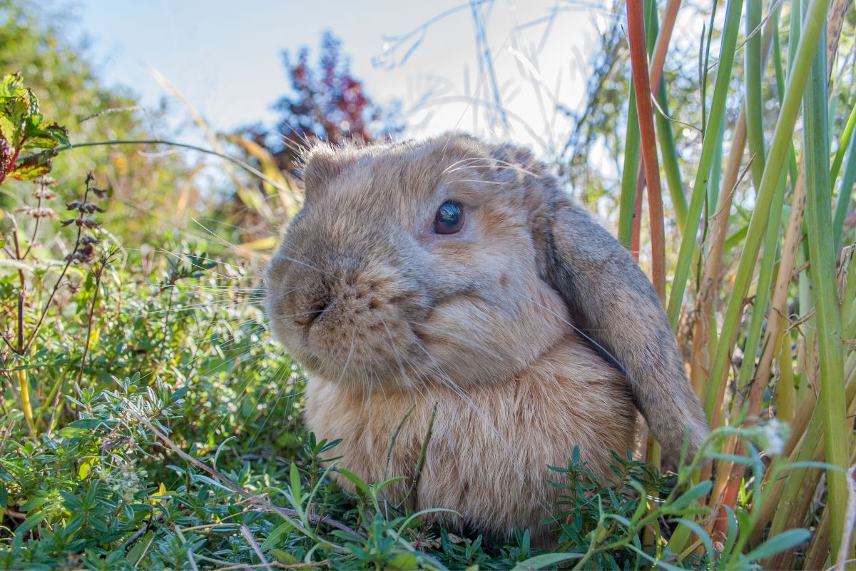 bein être du lapin quand il est à l'extérieur