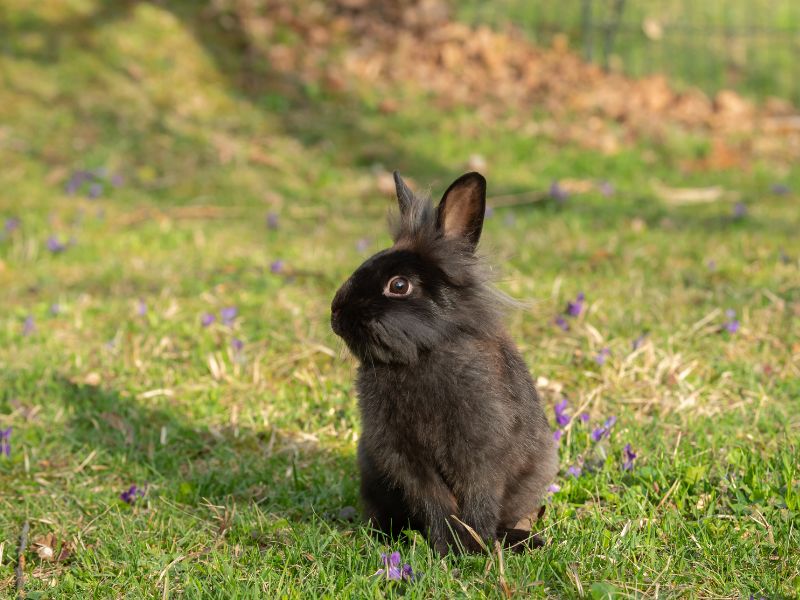 Acheter un lapin en animalerie ou chez le particulier