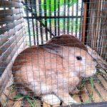 guide cage à lapin extérieure