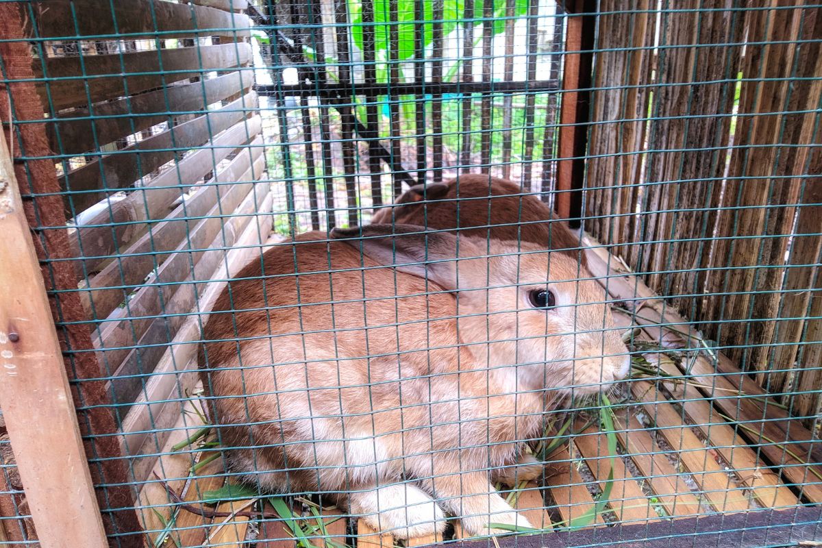 guide cage à lapin extérieure