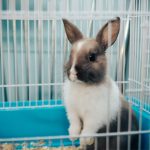 Cage à lapin intérieur : comment faire un bon choix ?