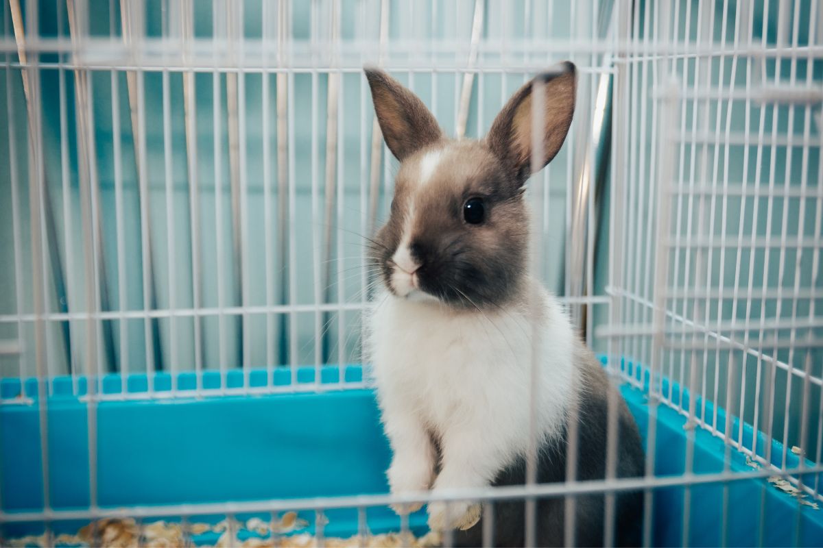 meilleur cage à lapin d'intérieur