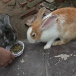 Quels aliments sont appropriés pour les lapins et quelle quantité doit-on leur donner ?