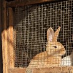 Les cages à lapin en bois : Une option pratique et durable