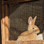 lapin dans une cage en bois