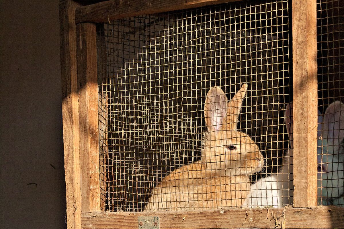 lapin dans une cage en bois