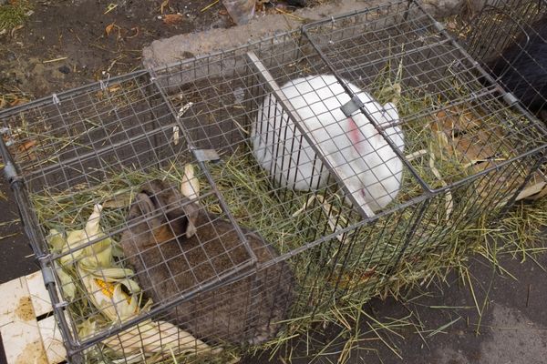 modèles doubles de cages à lapin