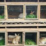 cage a lapin à étages