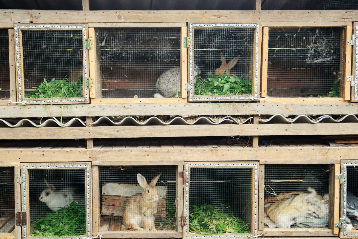 cage a lapin à étages