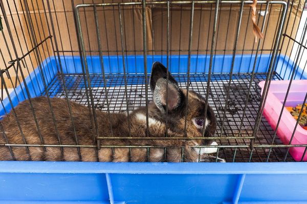 cage à lapin extérieure en plastique