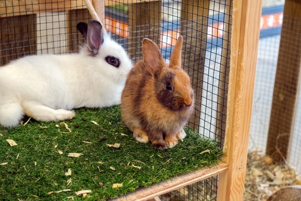 lapin dans une cage à niveau