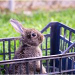 Comment sélectionner la meilleure cage à lapin design ?