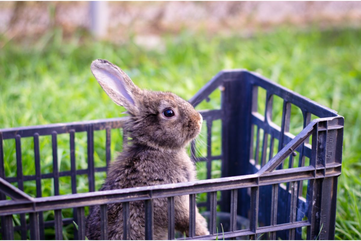 cage à lapin plastique