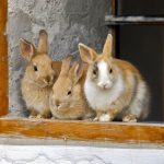 clapier pour lapin en béton à la ferme