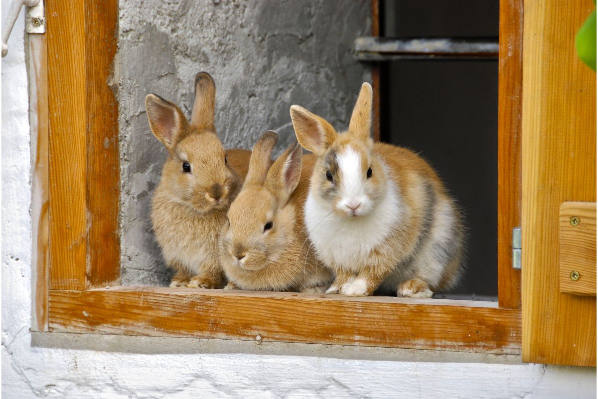 clapier pour lapin en béton à la ferme