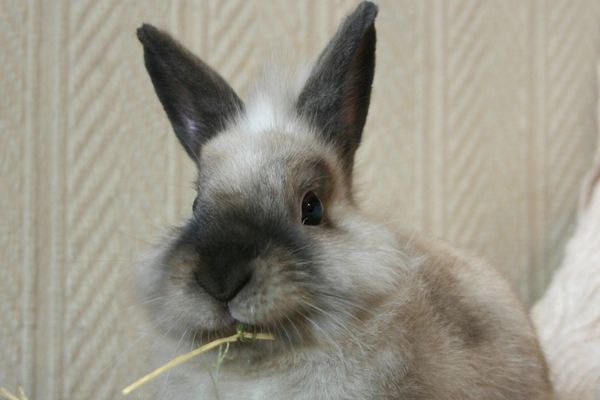 lapin qui mange du foin pour user ses dents