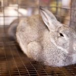Un espace XXL pour votre lapin : les avantages des cages à lapin XXL