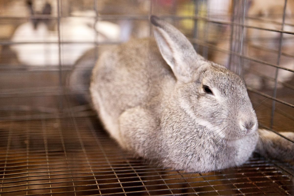 un grand lapin a besoin d'une grande cage