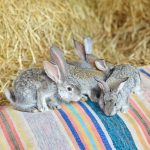 comment nourrir un bébé lapin