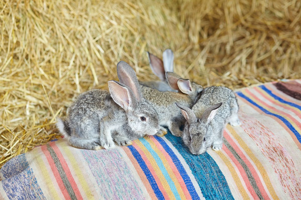 comment nourrir un bébé lapin