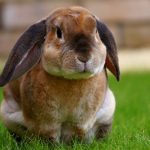 pourquoi le lapin claque des dents