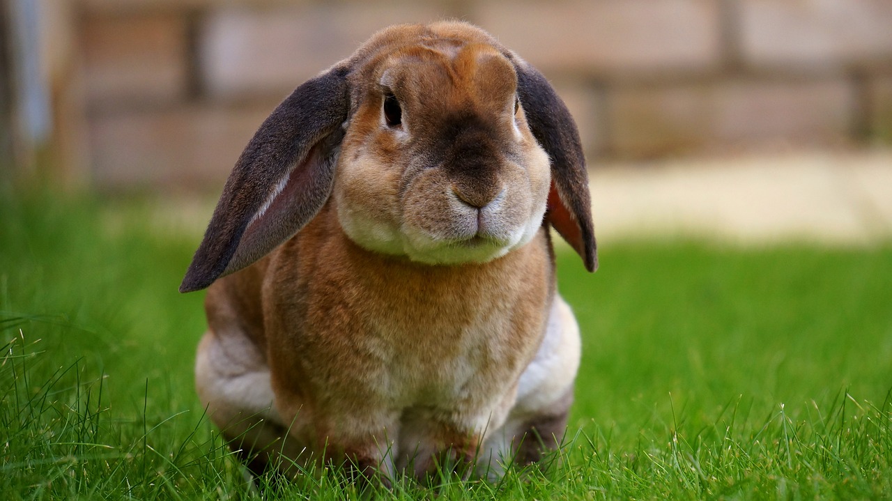 pourquoi le lapin claque des dents