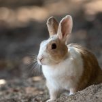 comment choisir la litière de son lapin