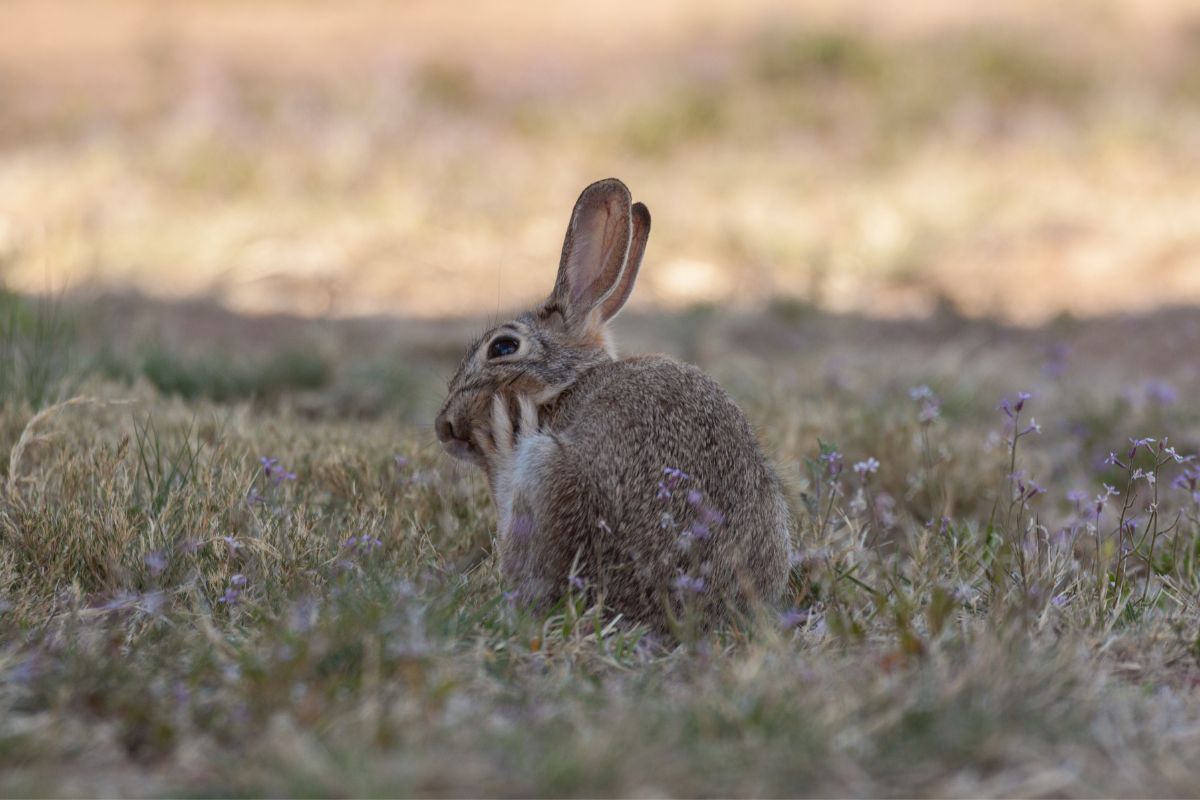 comment faire si mon lapin a des puces