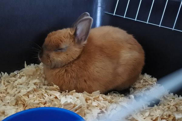 lapin dans une cage à l'intérieur