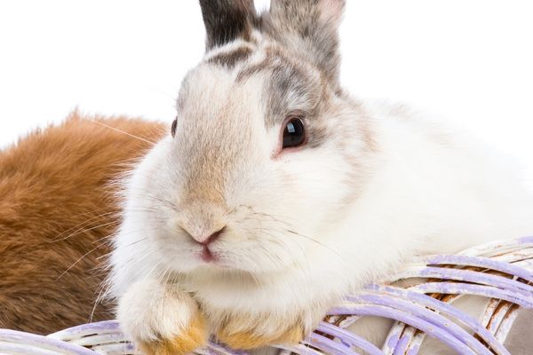 lapin-tachete cage lapin pas cher