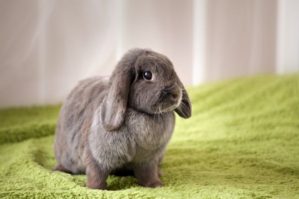 où mettre mon lapin