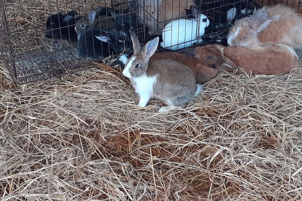 lapin ensemble dans une grande cage intérieure