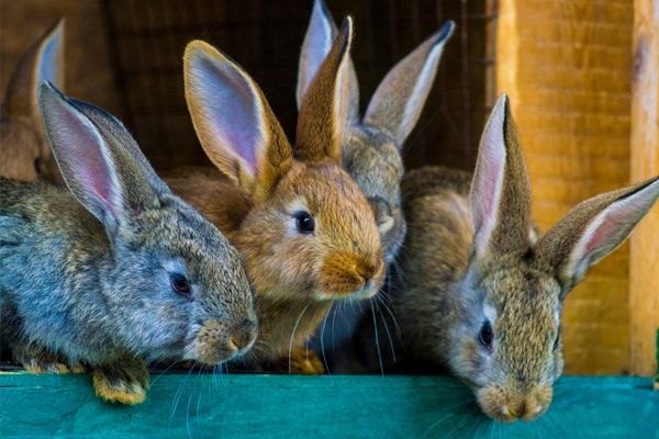 clapier pour lapin d'intérieur