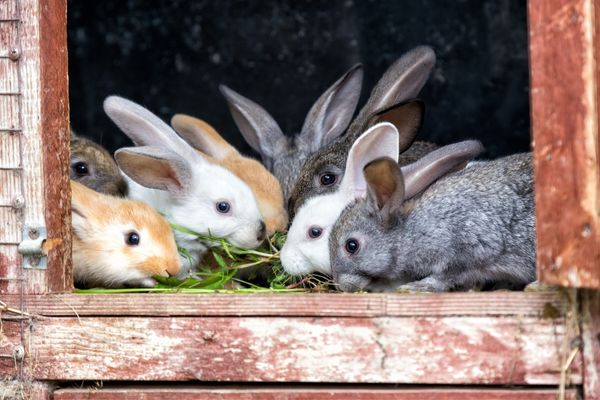 surpopulation de lapin