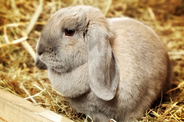 lapin en intérieur dans la paille