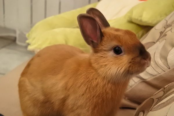 bien être du lapin en appartement