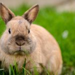 pourquoi stériliser un lapin ?