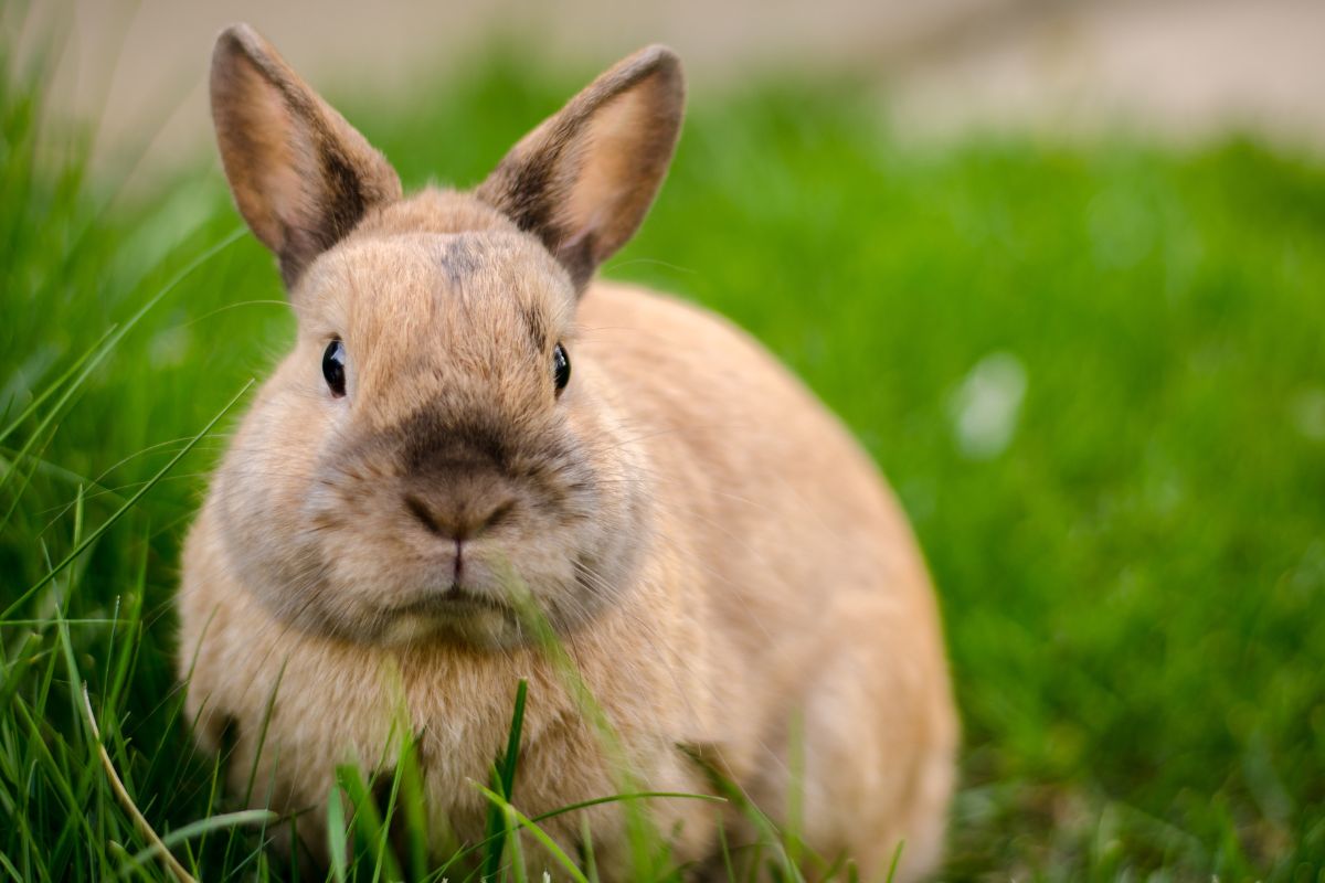 pourquoi stériliser un lapin ?