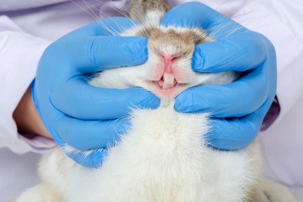 vétérinaire qui s'occuper des dents du lapin