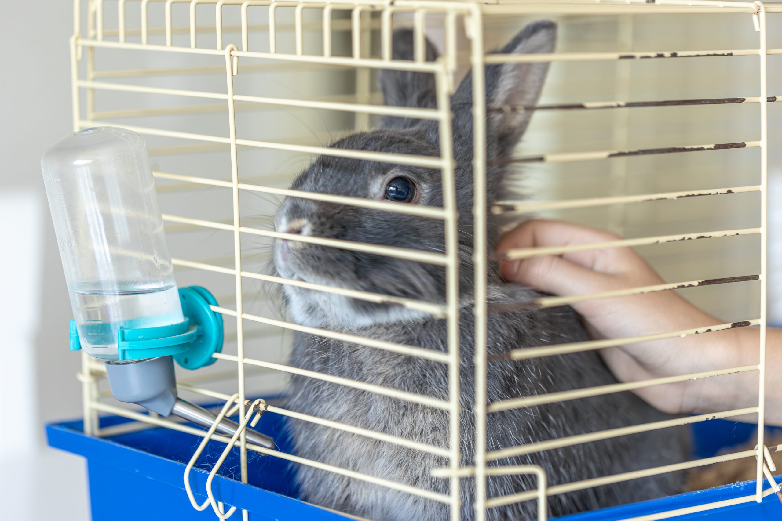 critères pour choisir son clapier pour lapin