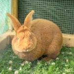 meilleur clapier lapin 2026